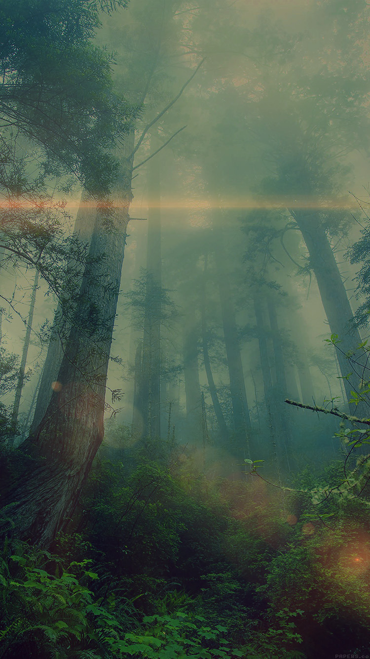 🍂森の中の霧🍂