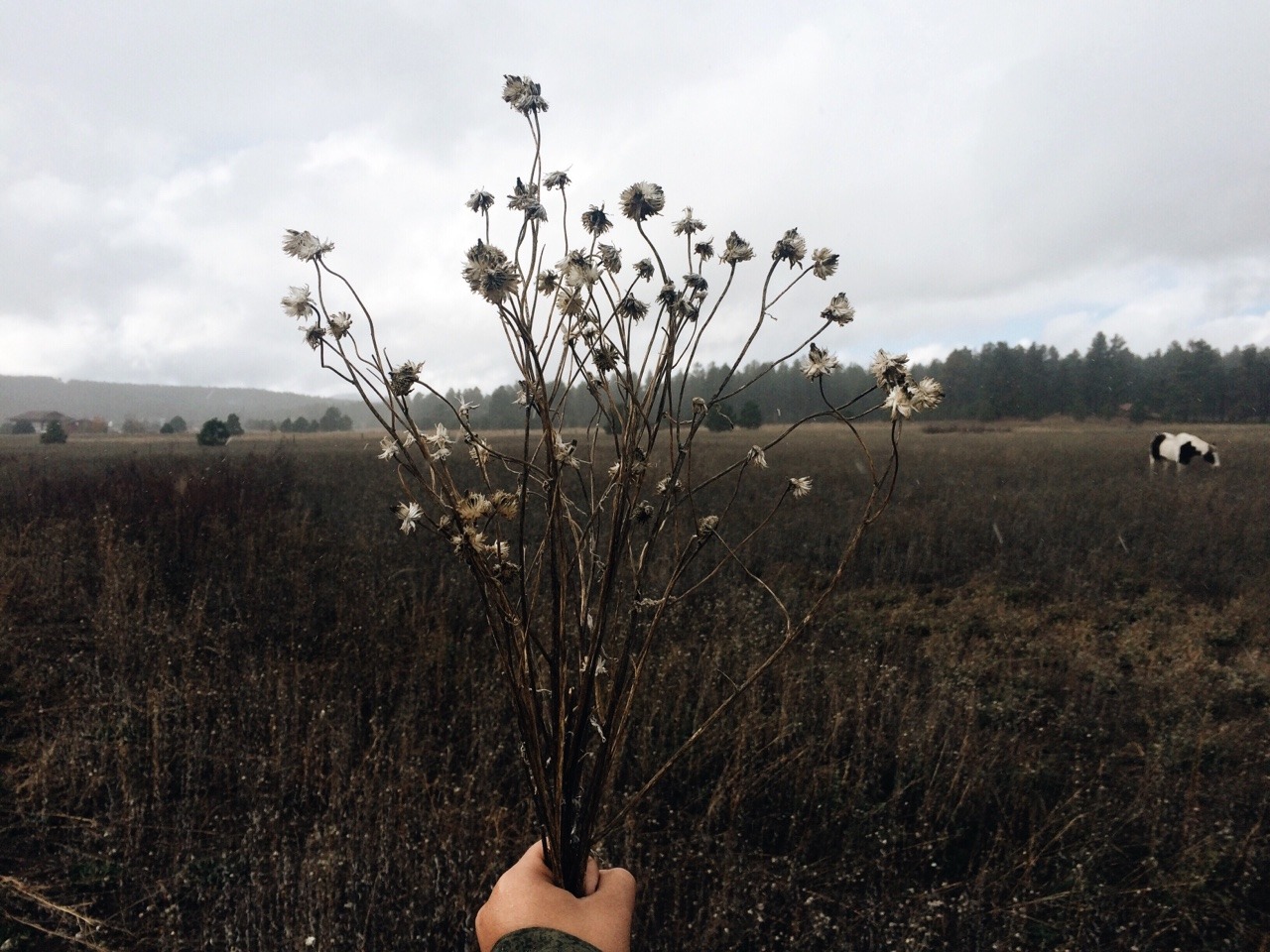 avoyageforever:  Flagstaff, AZ 