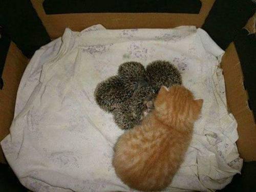 blackmorgan:  Mama ginger kitty adopts four orphaned baby hedgehogs after their mother dies, and raises them alongside her own kitten. INature 