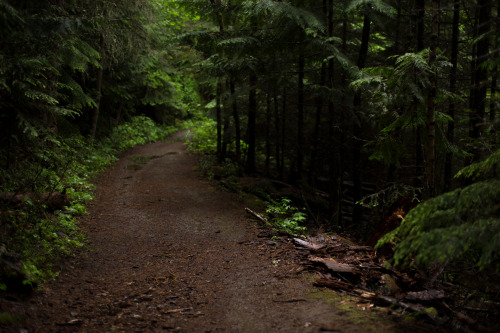 lobo-de-luna: Nice rainy wet day (too wet) Liberty Creek trail, Washington 6-25-14