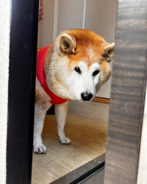 * Of course she’s there no matter what . . 常に見られてる。 #shiba#shibainu#glaucomadog#dogislove#uni#