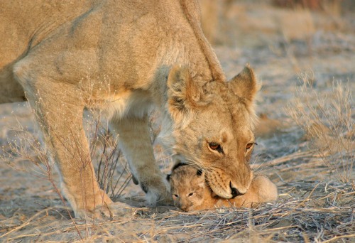 pancakistan:big-catsss:Elaine Kruer was able to watch a mother carefully move her cubs to their den.