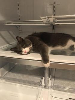 cutecatpics:I was cleaning my fridge and turned my back for a minute.