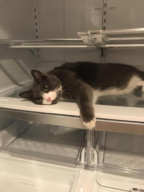 darkespeon11: cutecatpics: I was cleaning my fridge and turned my back for a minute. @mostlycatsmost