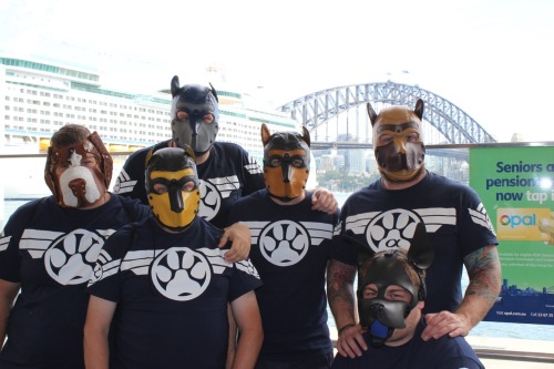 bearconcentrate:Sirius Pups Australia out and about in Sydney.I’ve had a few people asking where we got the shirts and hoods… The shirts are created by Primus (blue pup hood) AKA The Moody Bear and most of the pup hoods are from Mr S Leather. Arrow