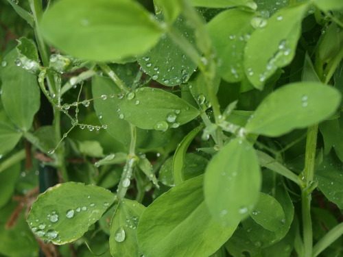 faemoss:dewy sweet peas