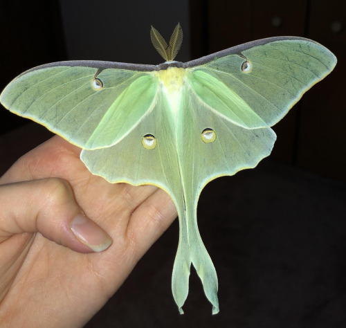 Luna mothToday I want to talk about one of my favorite lepidopterans: the Luna moth. It was first ca