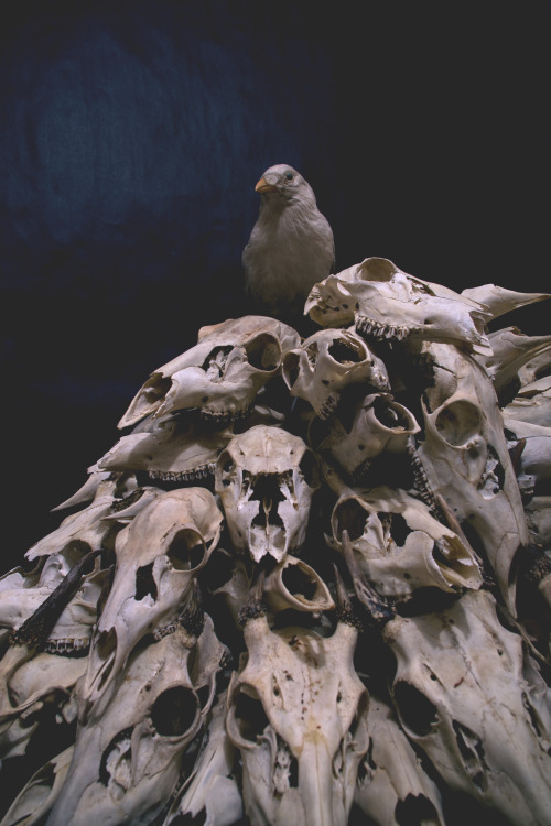 narikkaphoto:Fulfilled one of my dreams, and made a huge pile of skulls. I kinda hit the jackppot th