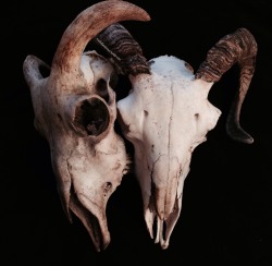 roadkillandcrows:  Sheep skulls. 