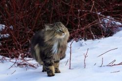 saminsanity:  sixpenceee:  A Norwegian forest