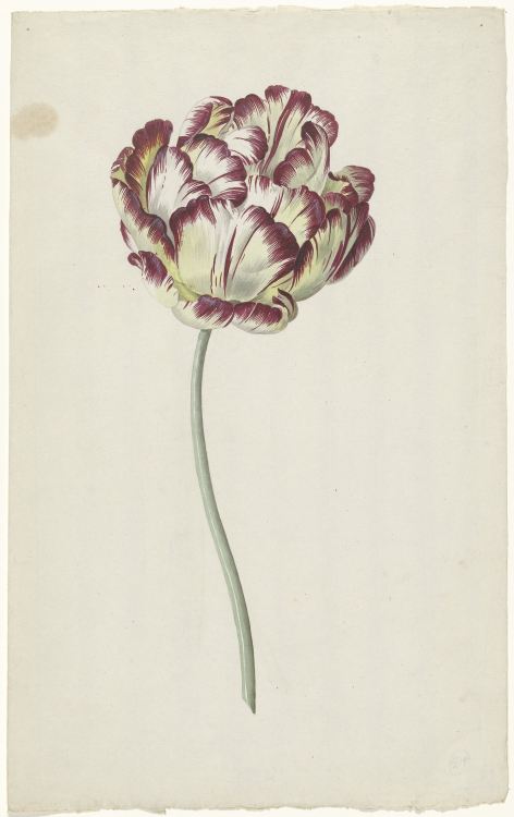 Louis Moritz, Tulips, 1783-1850. Watercolor drawing. Via Rijksmuseum