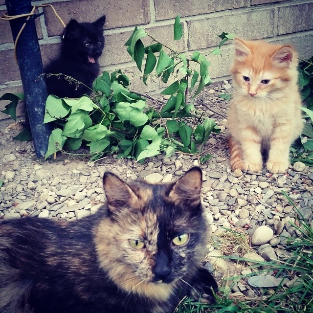 joss-blork:  nulchar:  joss-blork:  We got better pictures of the babies. #kitten