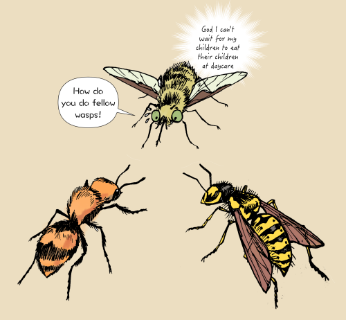 bedupolker: wasps… girlbosses of the insect world