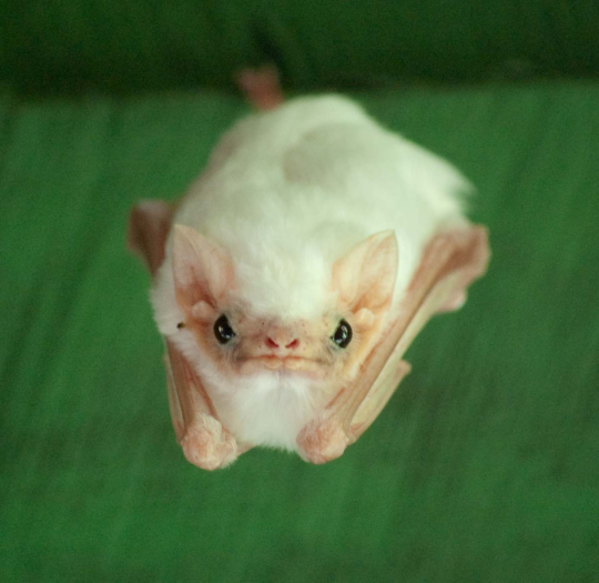 kramergate: magiashley:  magiashley: do you guys want to see a really good bat nobody answered but here you go anyway   his name is Merlin Tuttle 