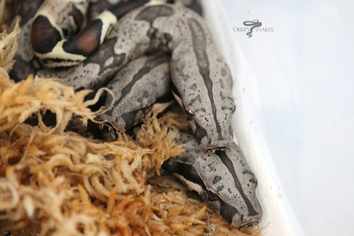 21SASxBB - Lemke/Dyer line, North Brazil locality (Boa constrictor) Looks like 12 live, no slugs, no