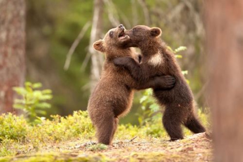 Sex magicalnaturetour:  Adorable bear hugs all pictures