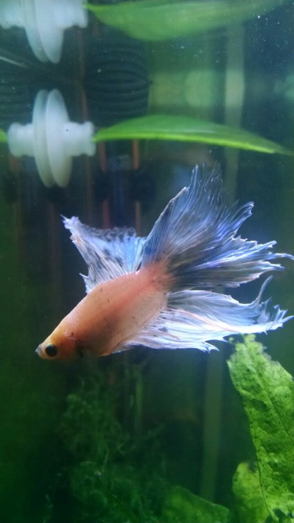 While I wait for the wood to finish boiling, I cleaned Septimus’s 5g. Trimmed the moss and am 