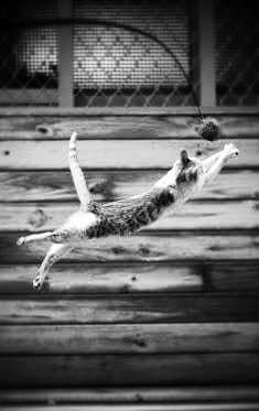 Cats W & B