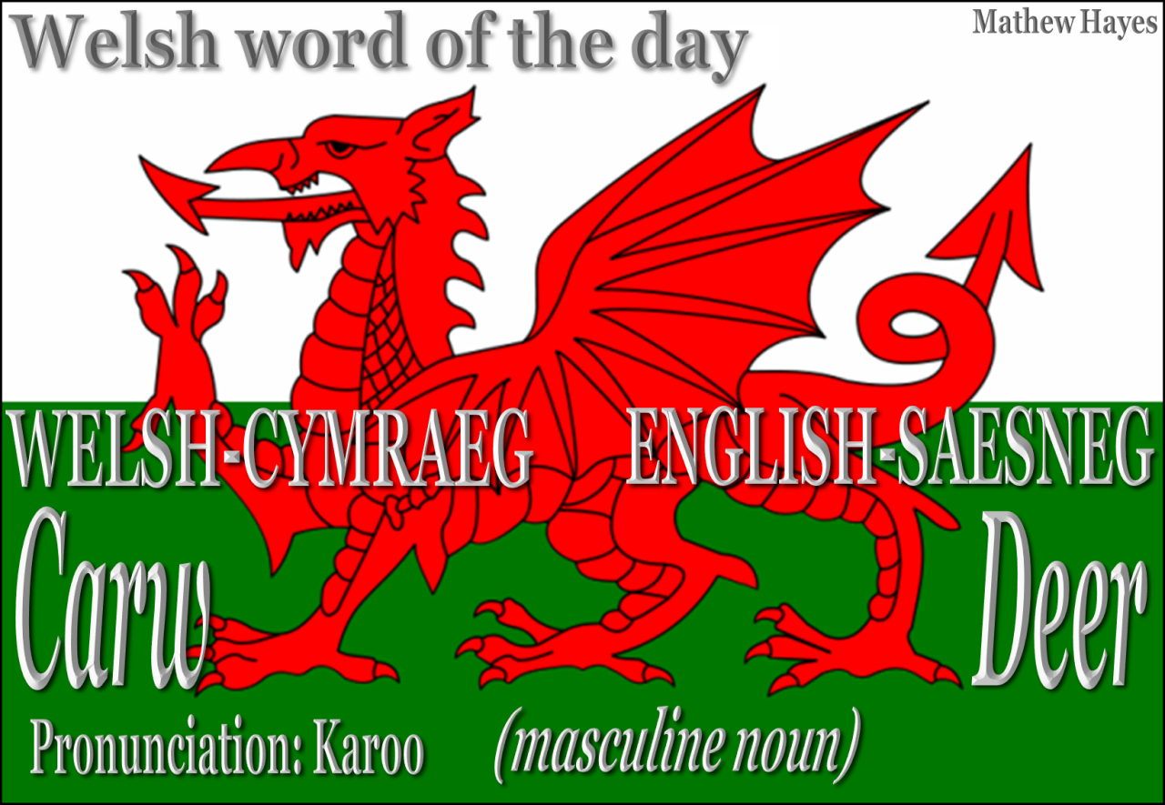 Welsh Word of the Day — #Welsh Word of the Day: Carw/ #Deer