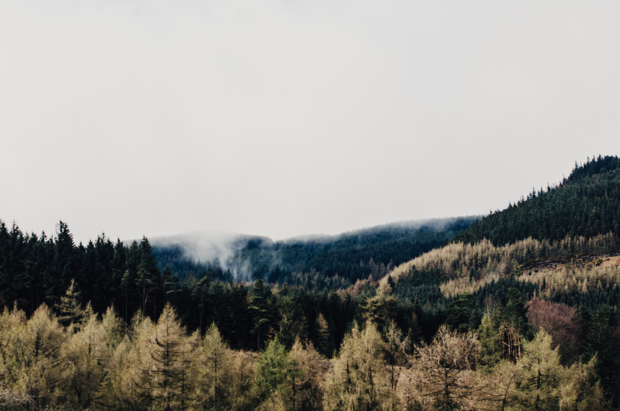 thomas-hanks:  Misted Woods   © Thomas Hanks    