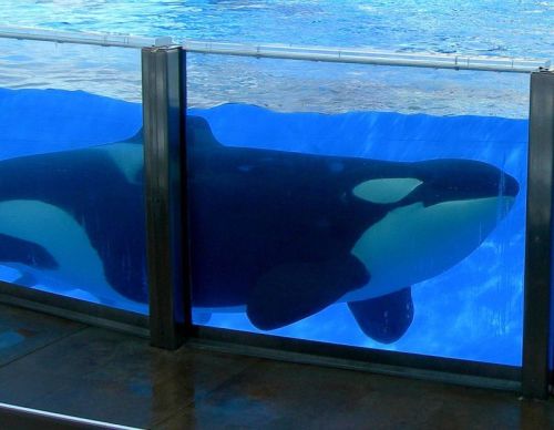 Gender: FemalePod: N/APlace of Capture: Born at SeaWorld of TexasDate of Capture: Born on November 2