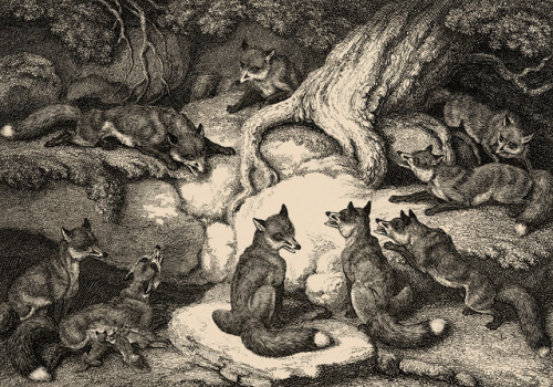 clawmarks:Samuel Howitt - A new work of animals - 1811 - via Internet Archive