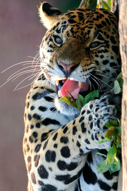 stvdy: Vegetarian Leopard (Haris Vithoulkas)
