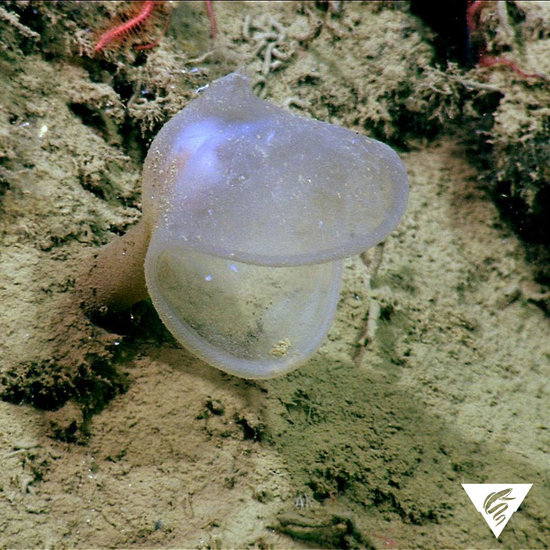 A smiling face in the deep sea! 😃 Predatory tunicates like this one make their home on the seafloor and submarine canyon walls, waiting for tiny animals to drift past or swim within chomping range. This Deep Sea Saturday is brought to you by our...