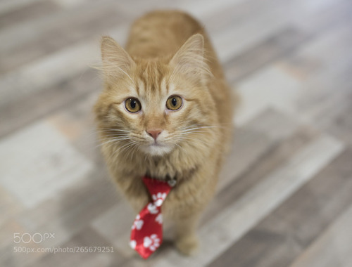 Mr.Puffy by MertErensal | Mr. Puffy with a tie via http://bit.ly/2Gm3Kc2