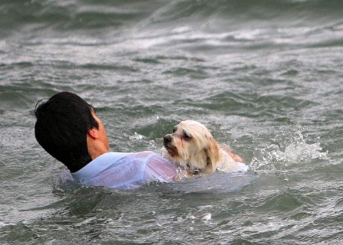 derekisme:  Heroic Male Model Strips To Save Drowning Dog Sue Drummond and her Maltese-Shih