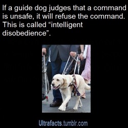 noodle-dragon:  fenrisandrockythevallhunds:  ultrafacts:  Intelligent disobedience is where a service animal trained to help a disabled person goes directly against their owner’s instructions in an effort to make a better decision. This behavior is