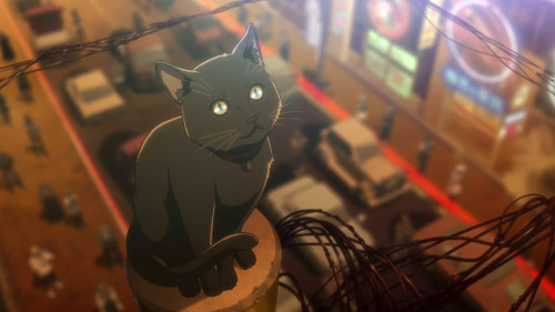 animecatoftheday