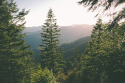 theencompassingworld:  hannahkemp:  Forestry//Oregon