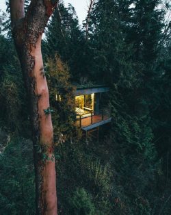 theadventurouslife4us:#adventure,   Perched high in the forest amongst the madrone trees | 📸 Dylan Furst  