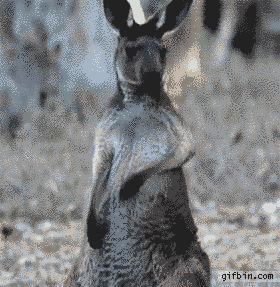 blazepress:  Kangaroo Air Guitar.