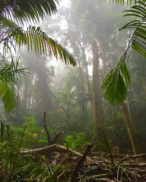 me-love-cookies:  Eungella National Park. “Heimat der Wolken”. Das hat man auch gemerkt. Nebel, nebe