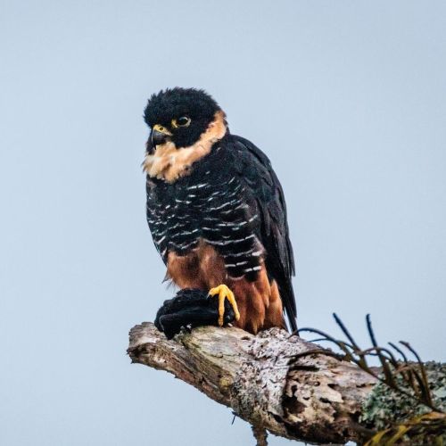 Meet the Bat Falcon (Falco rufigularis)!  It has a wide range that spans Central America to South Am