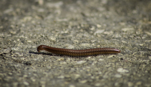 millipede