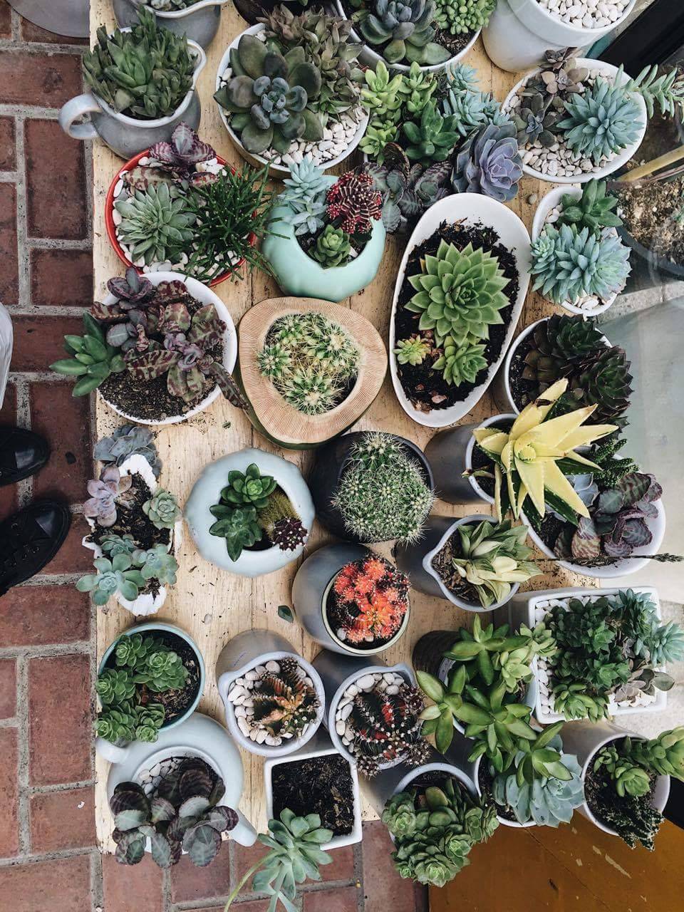 thatonenotsopopulargirl: These beauties are from a friend: @artbyevie - photography