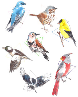 ameru:  a series of postcards i drew for a loved onetree swallow, house sparrow, goldfinch, bufflehead, northern flicker, pyrrhuloxia, black-billed magpiecan see them better on my instagram![store] [raison d’être]