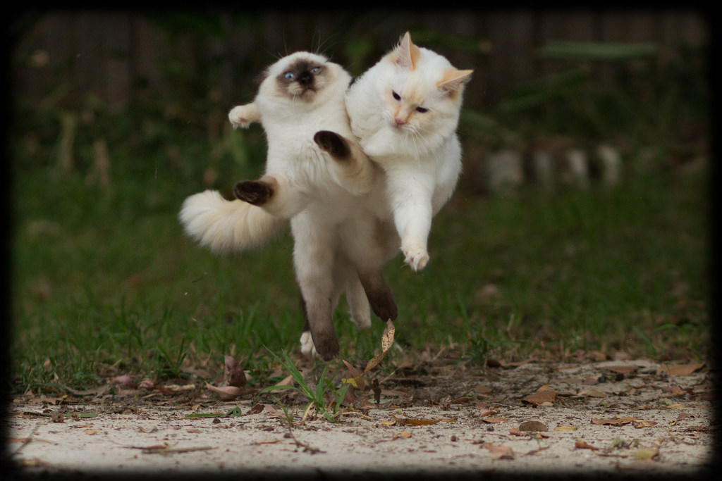 allyspock:  catsbeaversandducks:  Fun in the Yard with Milo and Diesel Photos and