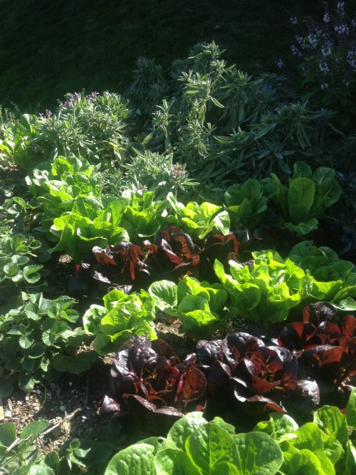 ediblegardensla: The lettuce and herb bed in a garden in the canyon.