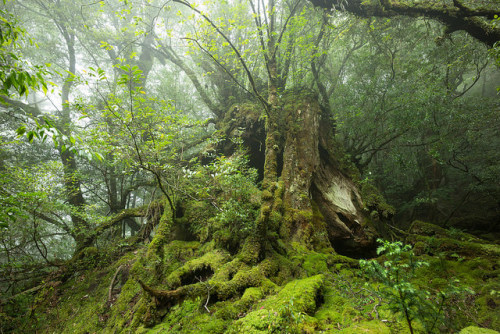 90377:misty forest in Yakushima by dmakos on Flickr.