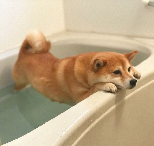 woof?