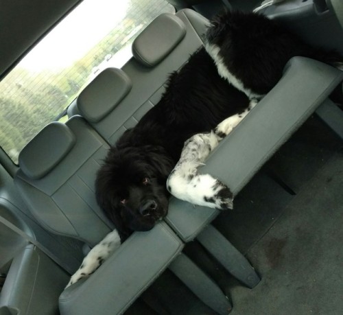 puppymattress:Gus, after playgroup
