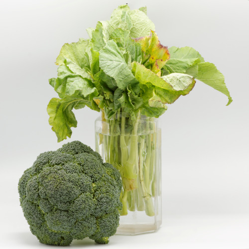 bacteriia:  Broccoli