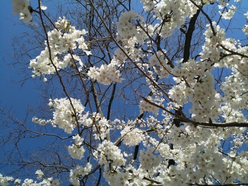 nature-ids:surr0unds:manhattan [image ID: two photographs of a blooming cherry tree taken against a 
