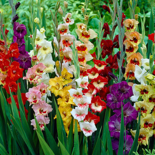 Type Of Flower (HC)