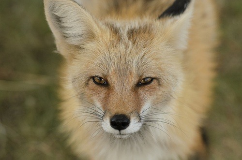 THIS CALM FOX IS LIKE, “YES. IT WOULD APPEAR THEY THINK ME DEAD. LITTLE DO THEY KNOW. THE FUN IS JUS