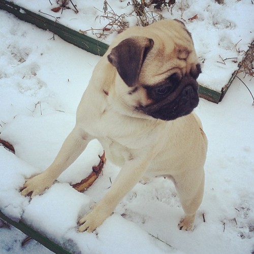 ilovepugs4ever:  Follow Dog Quotes. 